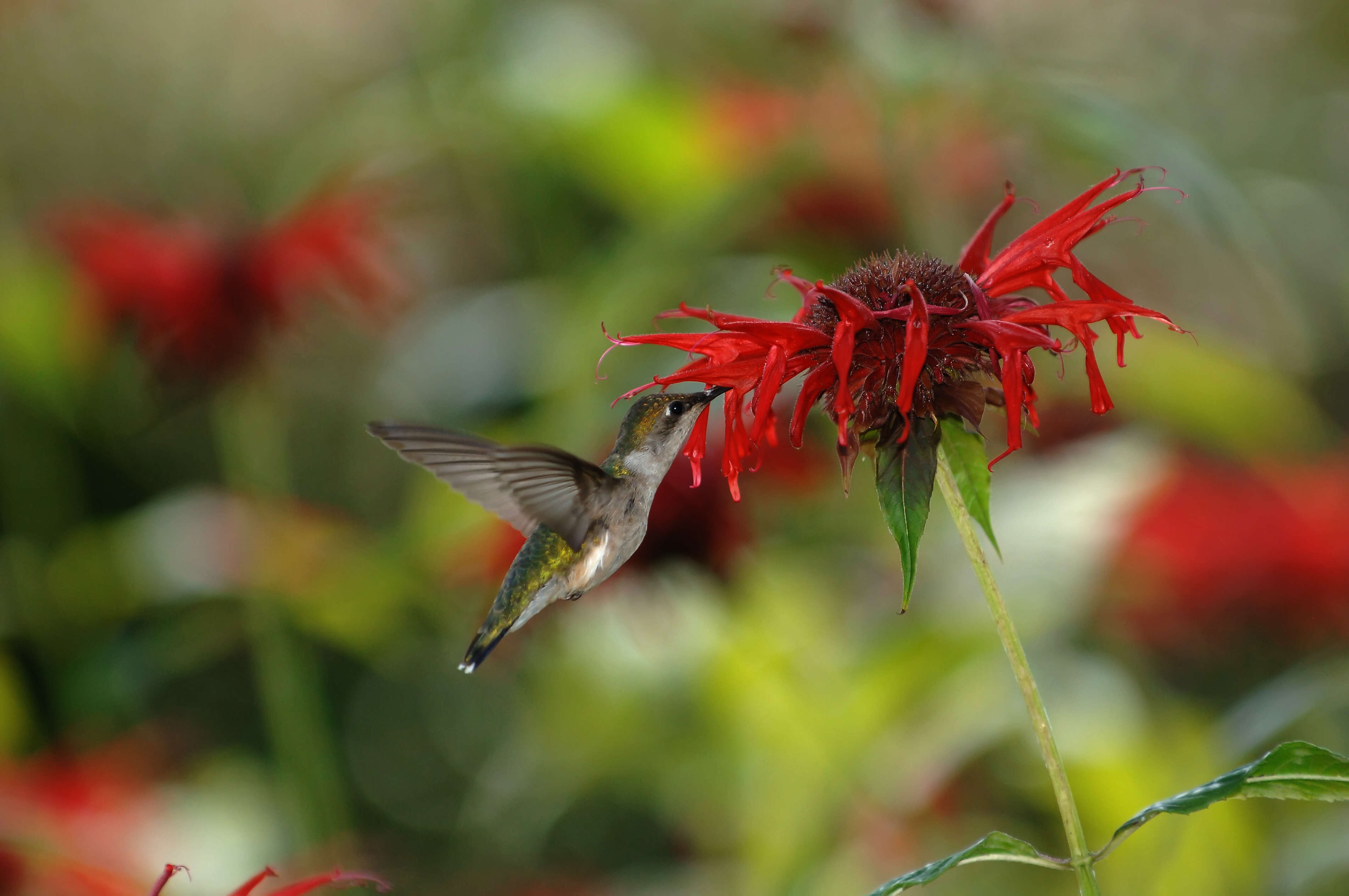 Image of scarlet beebalm