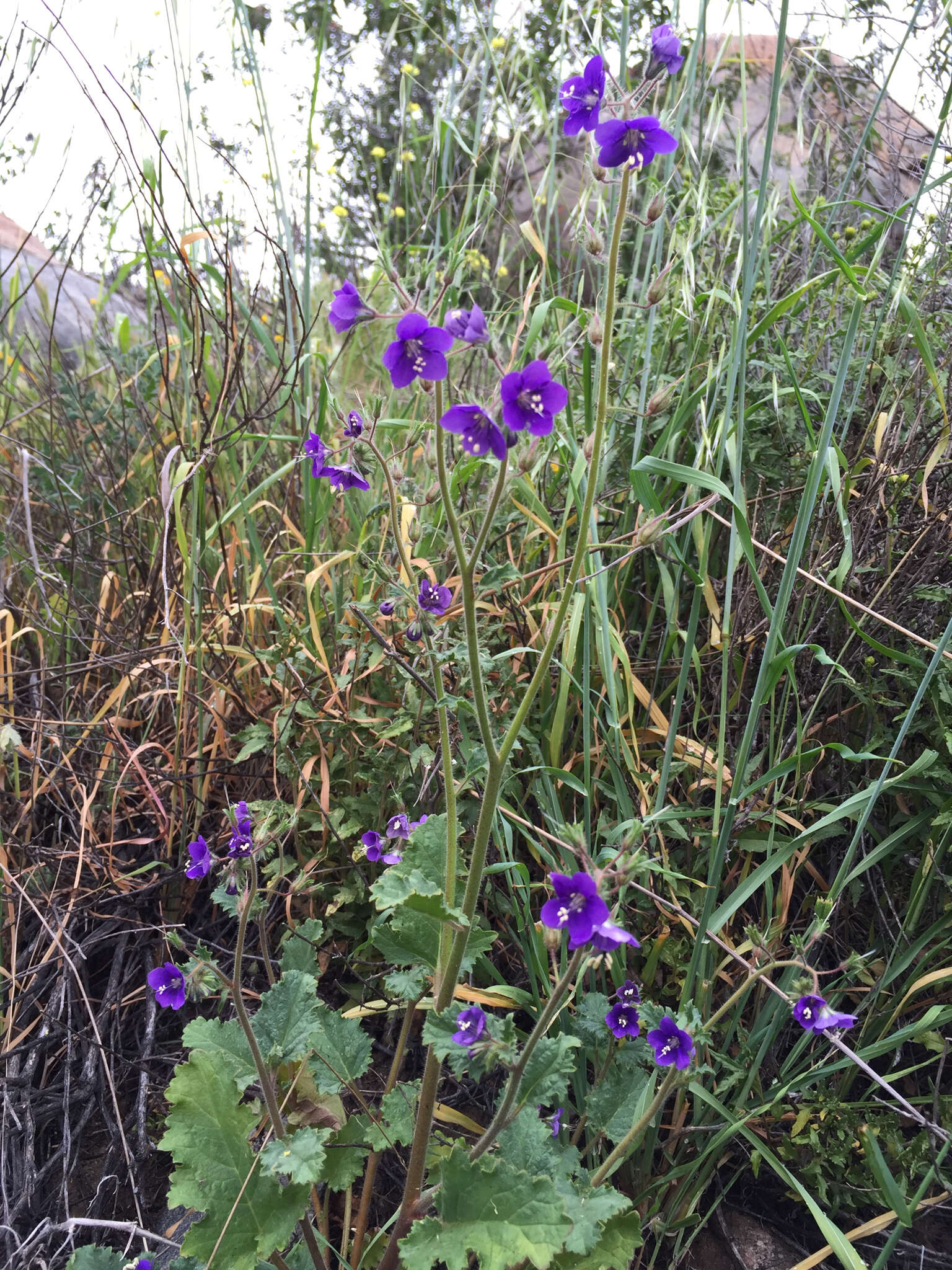 Image of Parry's phacelia