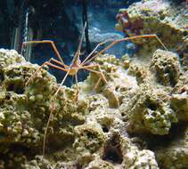 Image of Yellowline Arrow Crab