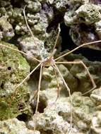 Image of Yellowline Arrow Crab