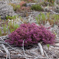 Imagem de Erica equisetifolia Salisb.