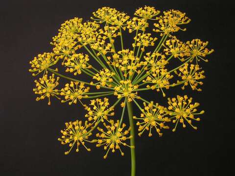 Image of dill