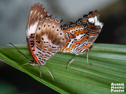 Cethosia cydippe Linnaeus 1763 resmi