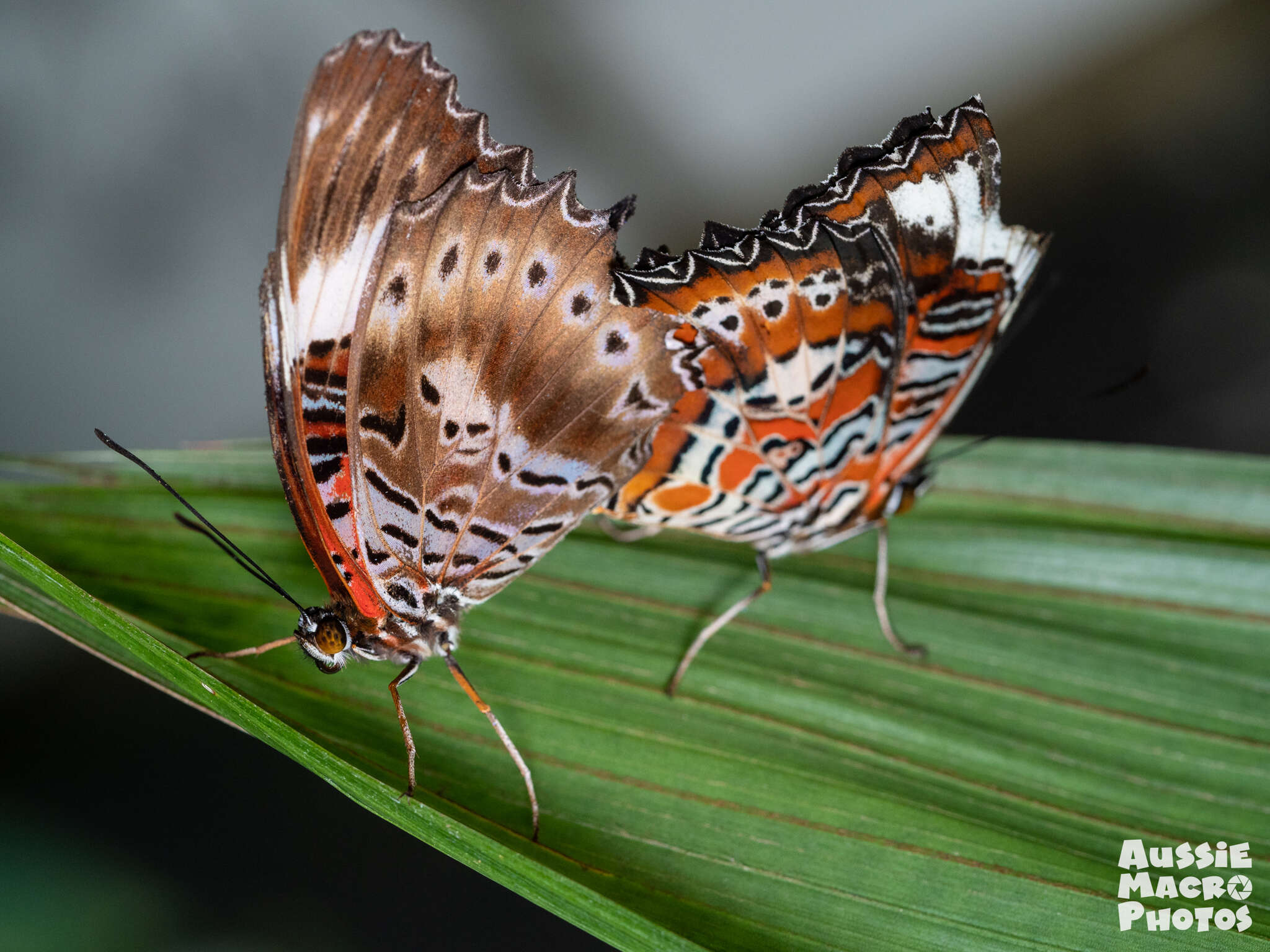 Cethosia cydippe Linnaeus 1763 resmi