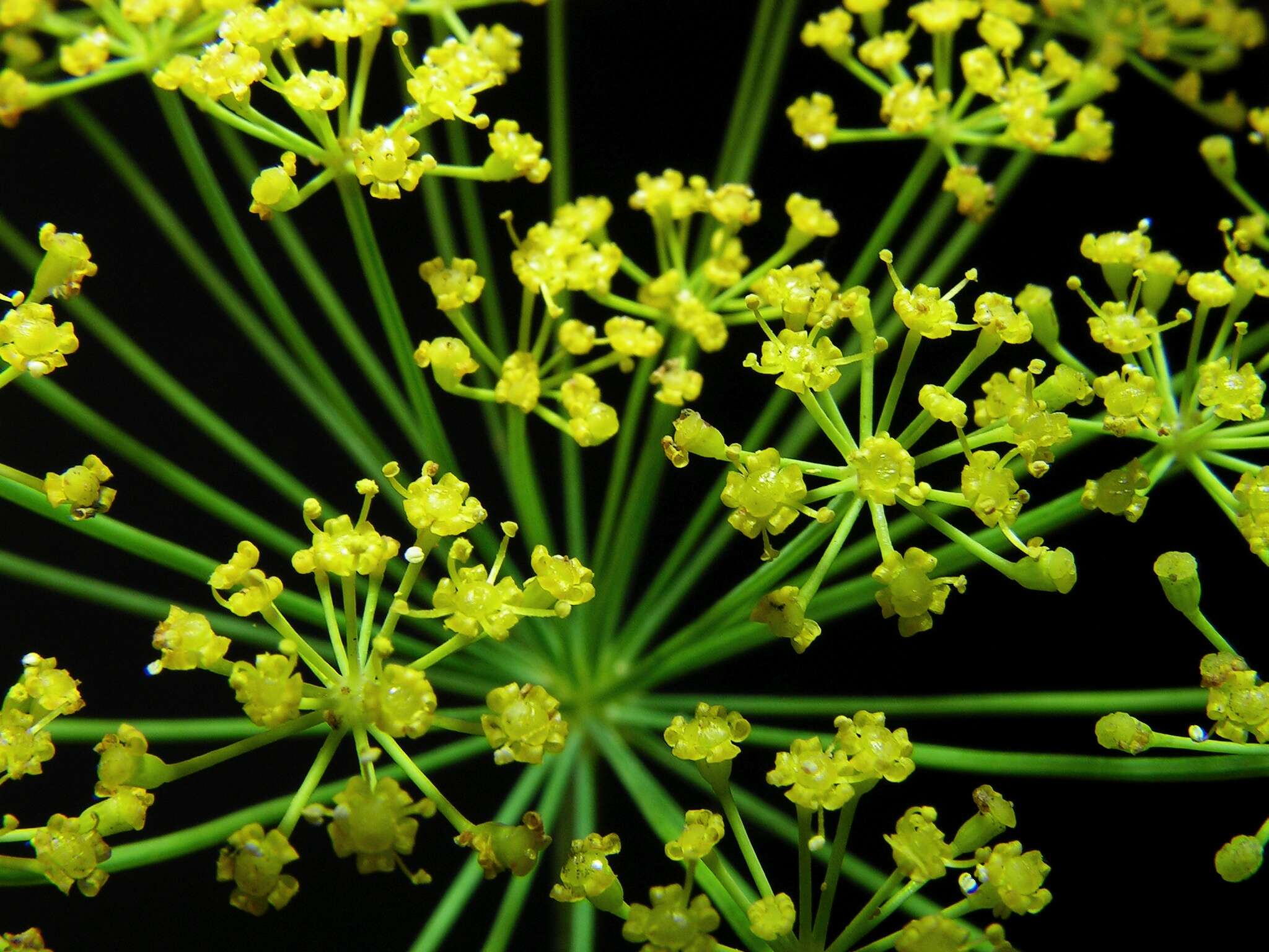 Image of dill