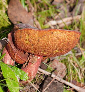 Sivun Boletus barragensis Grgur. 1997 kuva