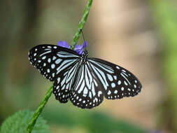 Image of light-blue snakeweed