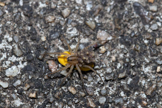 صورة Pardosa pseudoannulata (Bösenberg & Strand 1906)