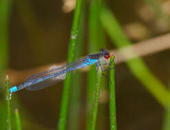 Image of red-eyed damselfly