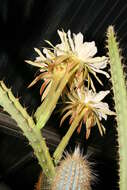 Image of Cereus mirabella N. P. Taylor