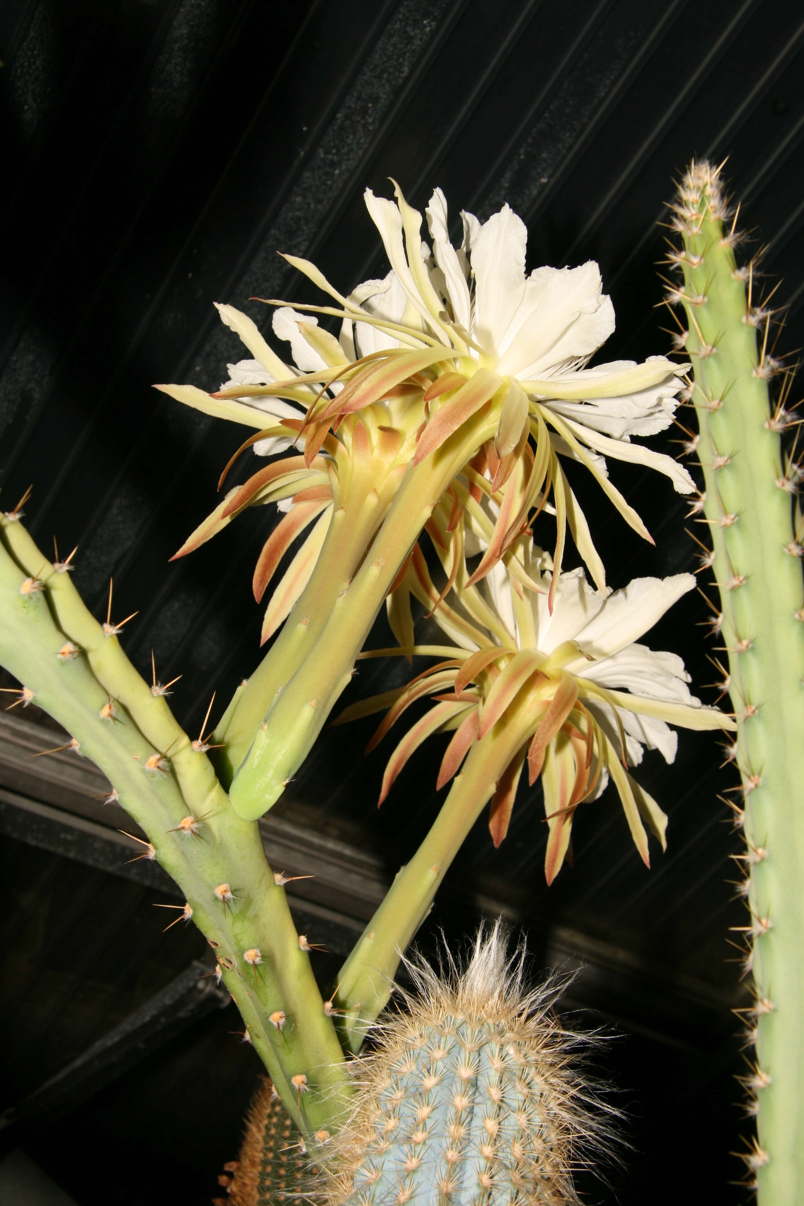 Image de Cereus mirabella N. P. Taylor