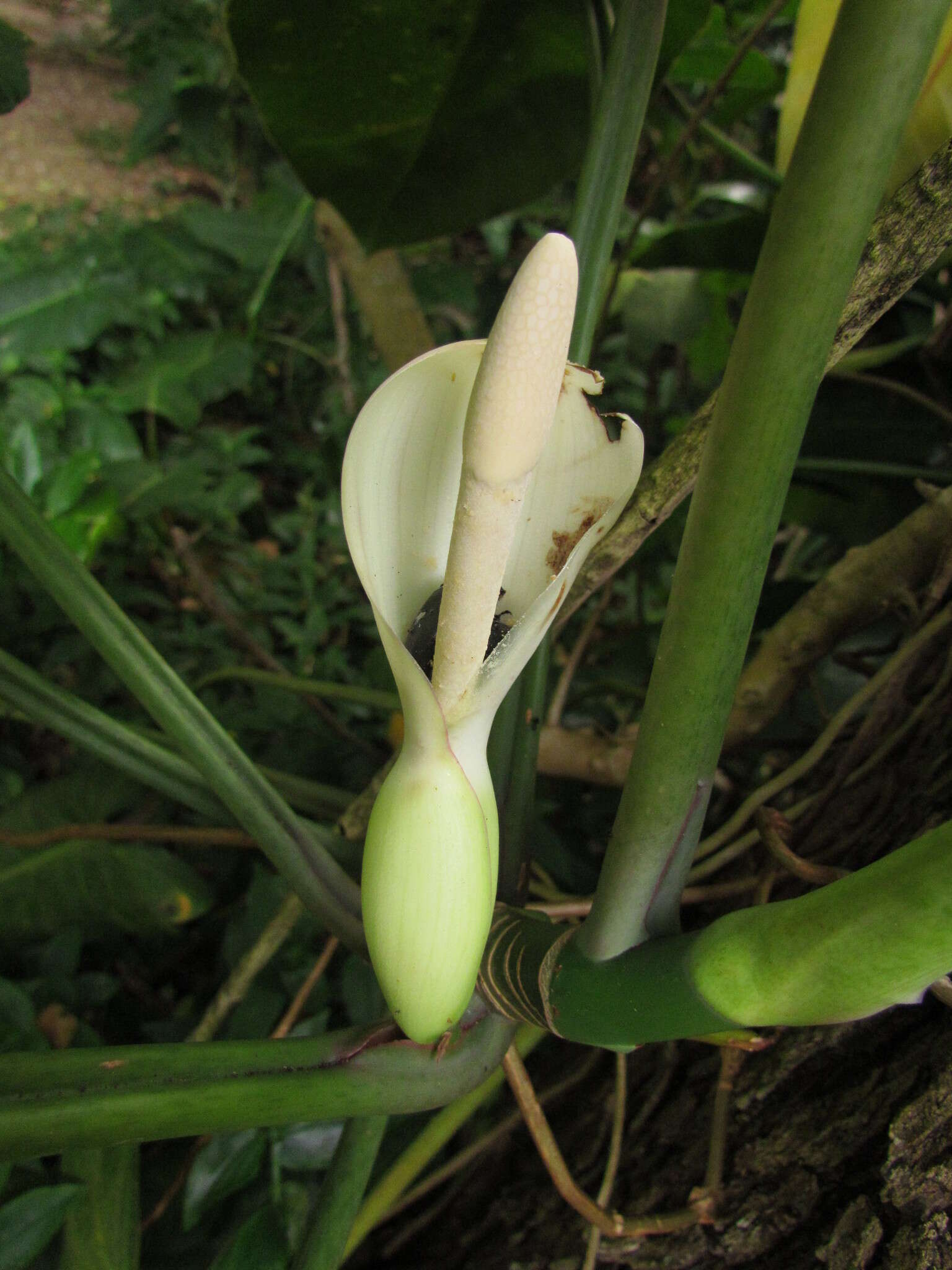 Image of Philodendron appendiculatum Nadruz & Mayo