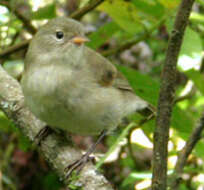 Image of Green Warbler-Finch