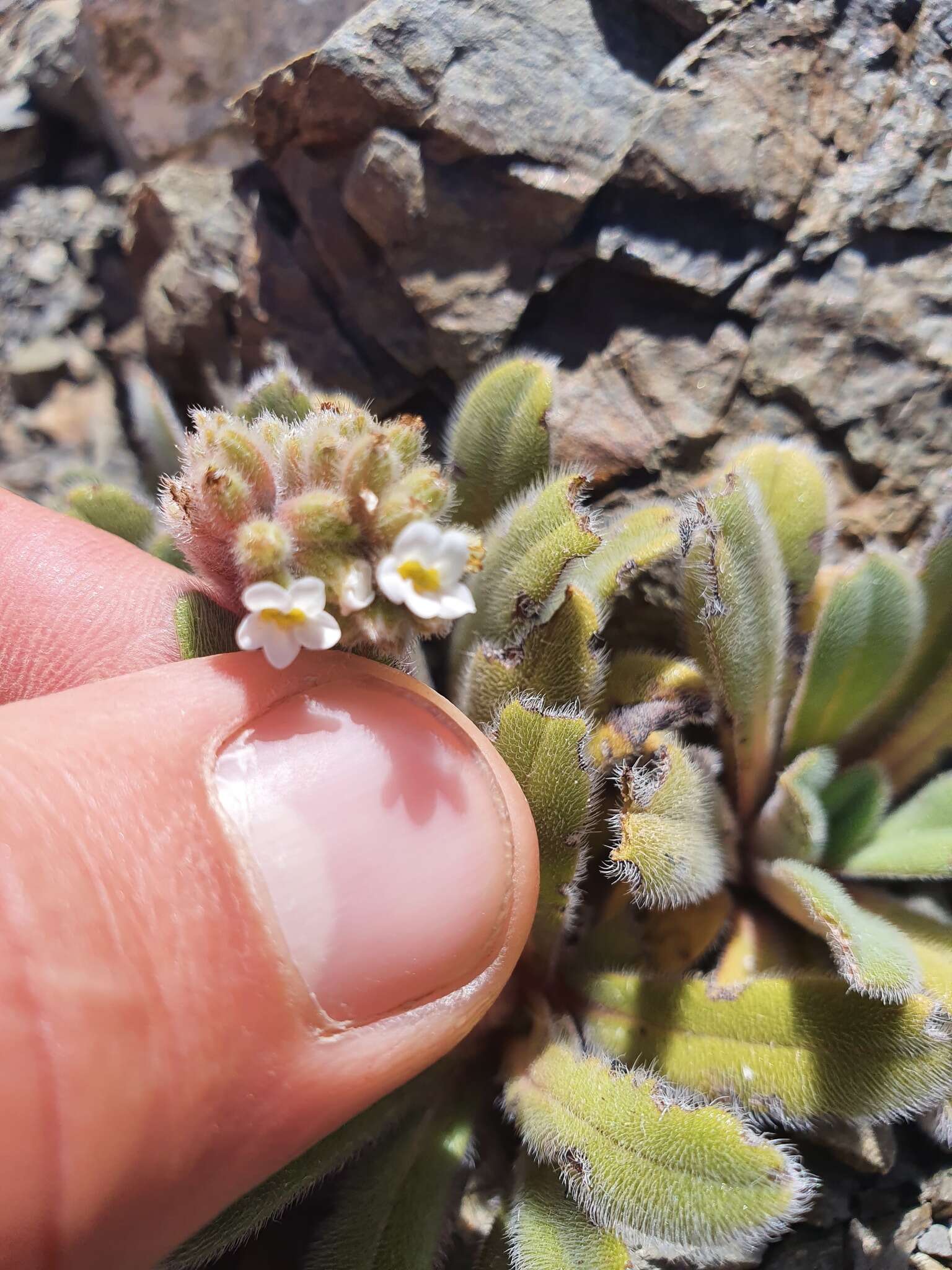 Image of Myosotis traversii Hook. fil.