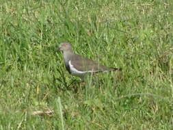 Image of Vanellus melanopterus minor (Zedlitz 1908)