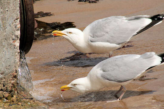 Image of European Herring Gull