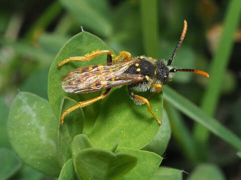 Image of Nomada goodeniana (Kirby 1802)