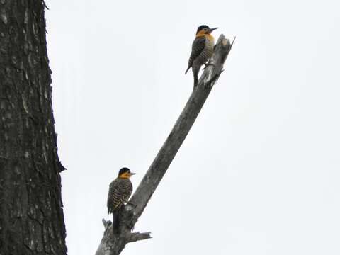 Imagem de Colaptes campestris campestroides (Malherbe 1849)