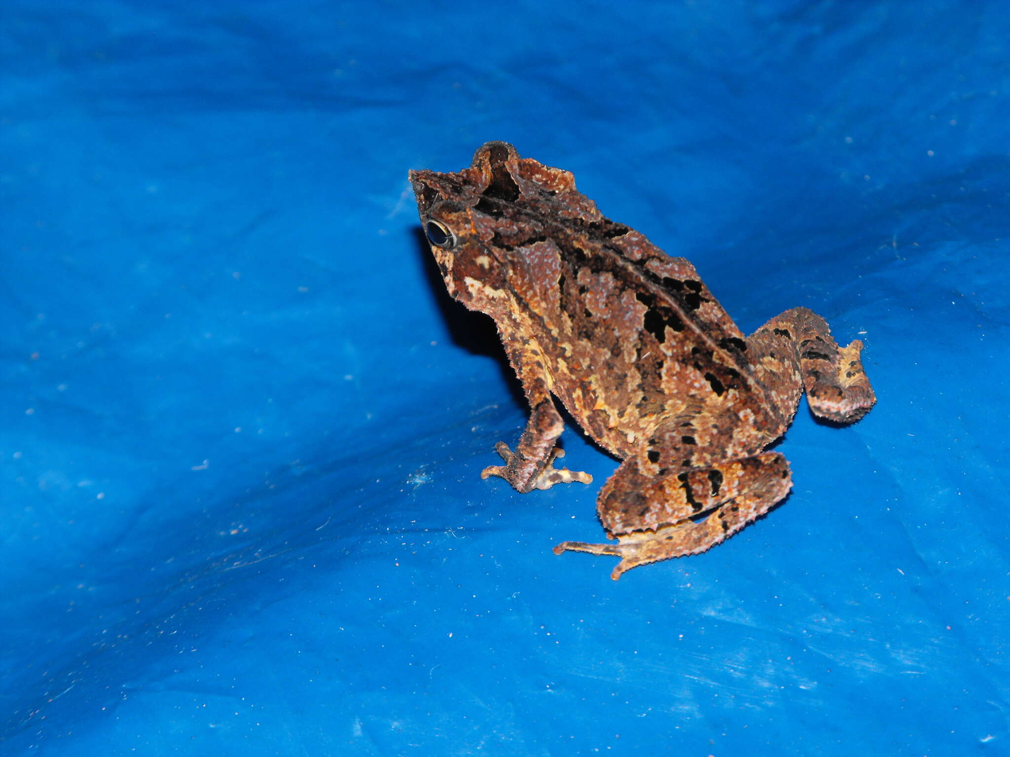 Image of Rhinella margaritifera (Laurenti 1768)