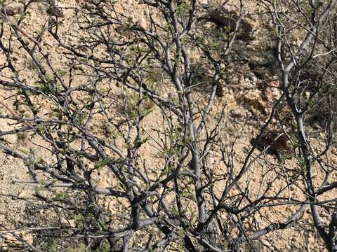 Plancia ëd Mimosa aculeaticarpa Ortega