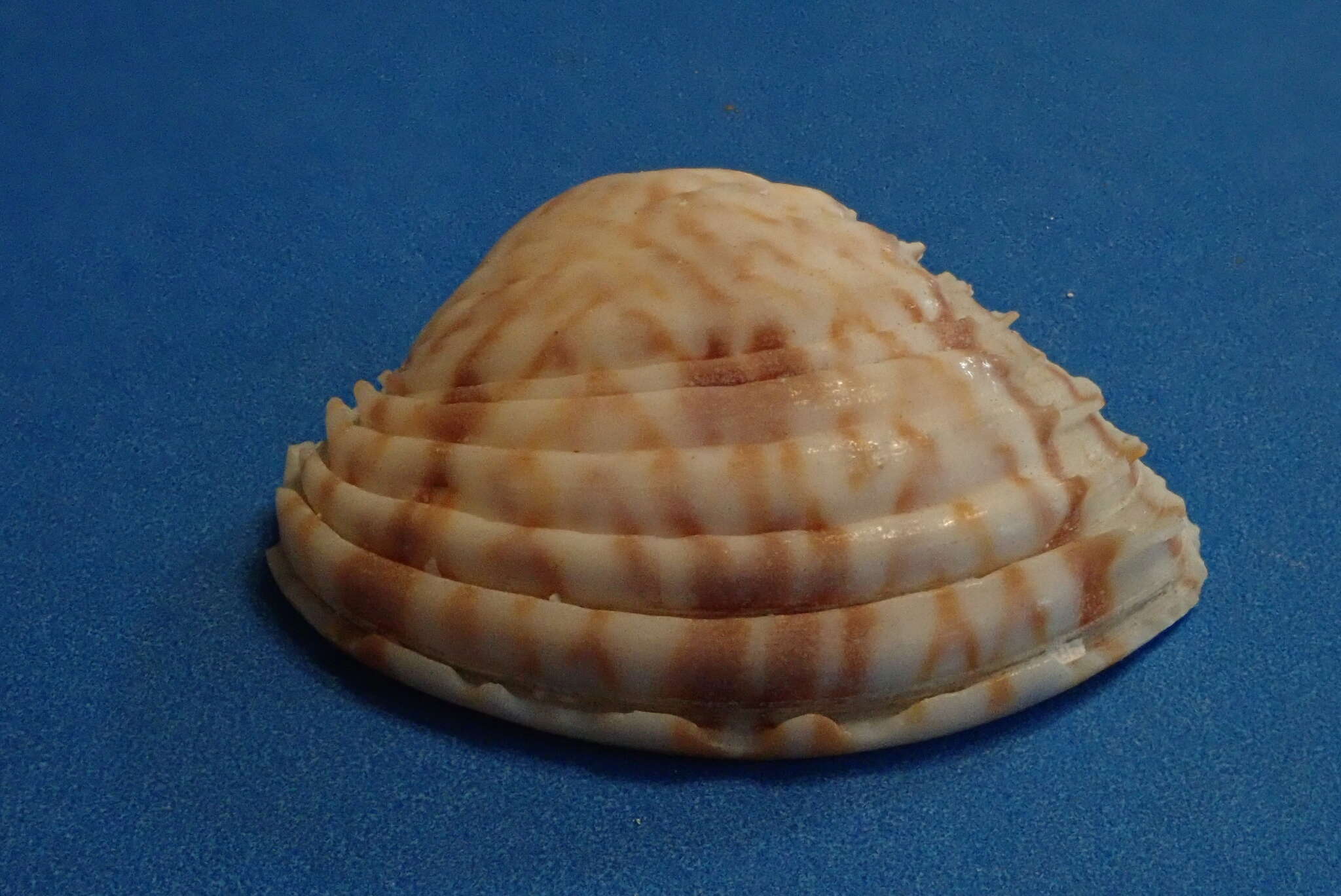 Image of Lirophora paphia (Linnaeus 1767)