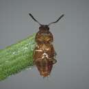 Imagem de Tachinus (Tachinus) corticinus Gravenhorst 1802