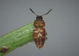 Imagem de Tachinus (Tachinus) corticinus Gravenhorst 1802