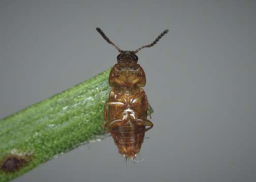 Image of Tachinus (Tachinus) corticinus Gravenhorst 1802