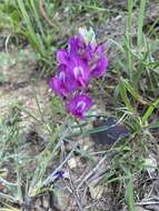 Image of purple locoweed