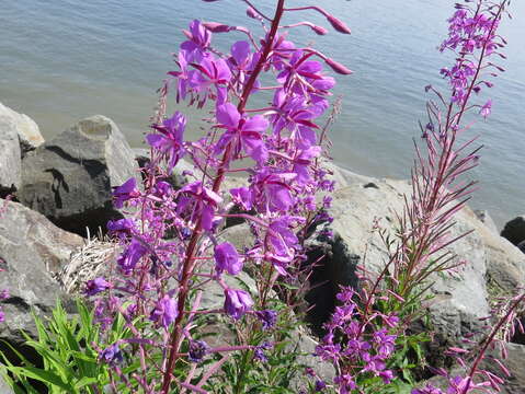 Image of Narrow-Leaf Fireweed