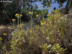 Image of Phlomis chrysophylla Boiss.