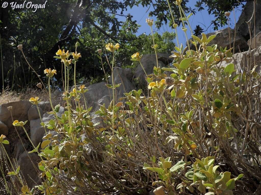 Image of Phlomis chrysophylla Boiss.