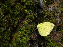 Image of Eurema blanda (Boisduval 1836)