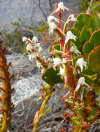 Imagem de Satyrium candidum Lindl.