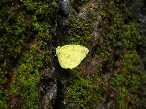 Image of Eurema blanda (Boisduval 1836)