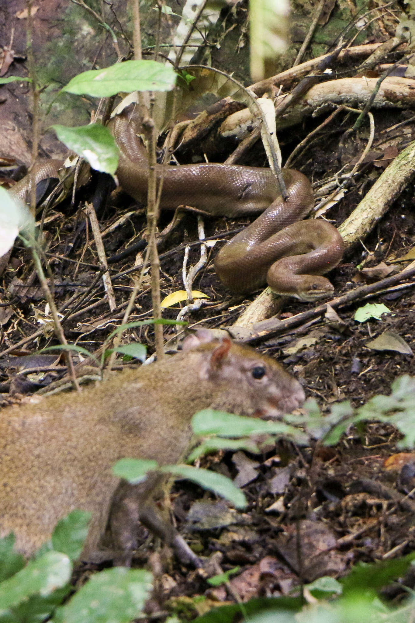 Image of Brown Rainbow Boa