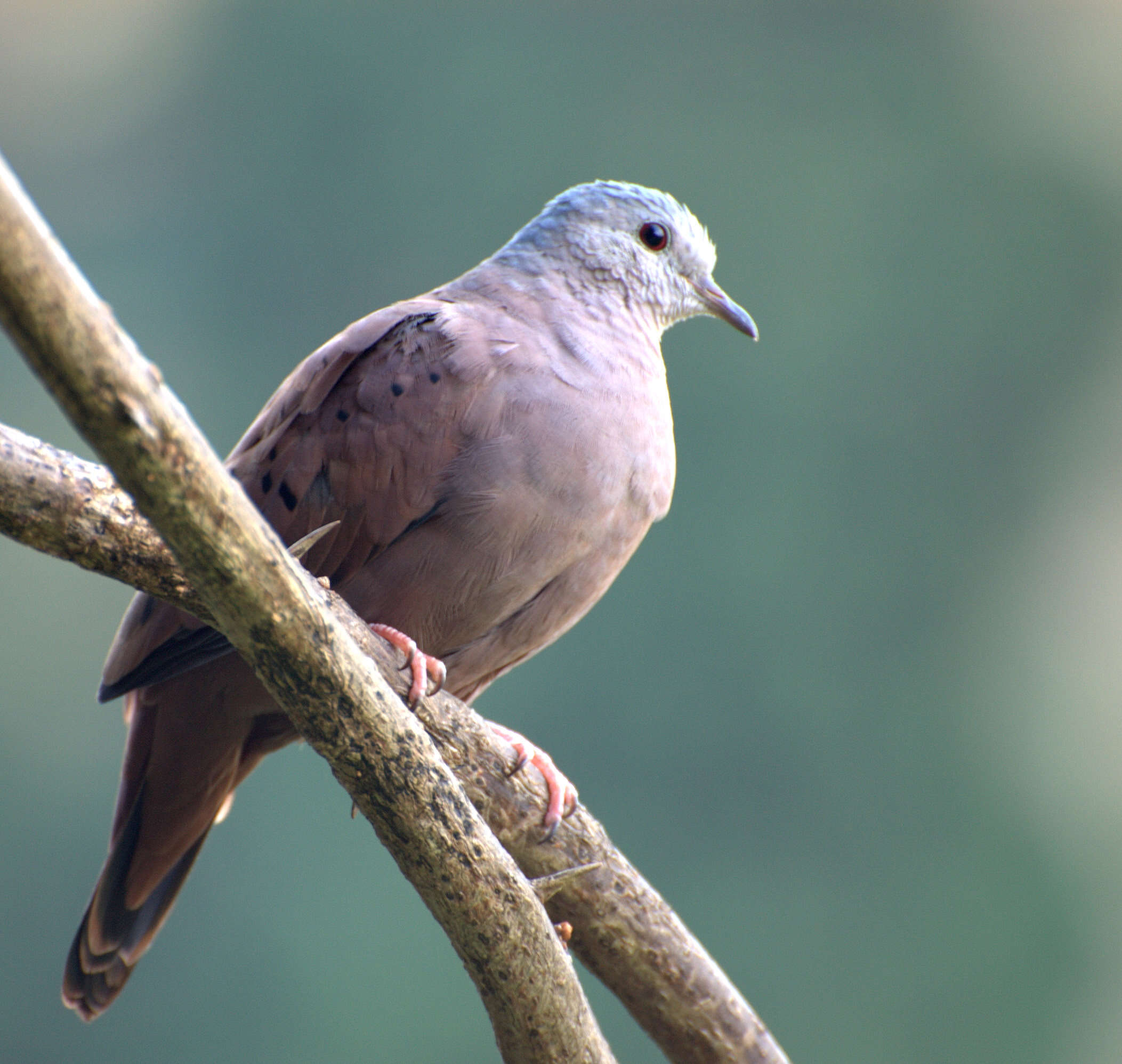 Image of Ruddy Ground Dove