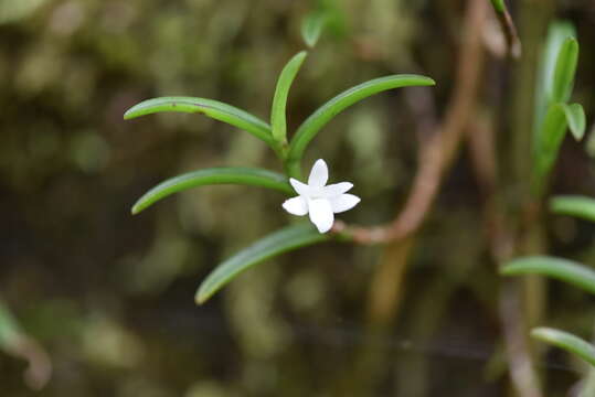 Image of Angraecum pectinatum Thouars