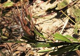 Image of Protea poggei subsp. haemantha (Engl. & Gilg) Chisumpa & Brummitt