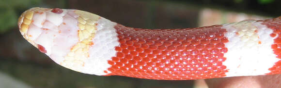 Image of Lampropeltis triangulum nelsoni