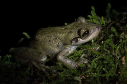 Scinax perereca Pombal, Haddad & Kasahara 1995的圖片