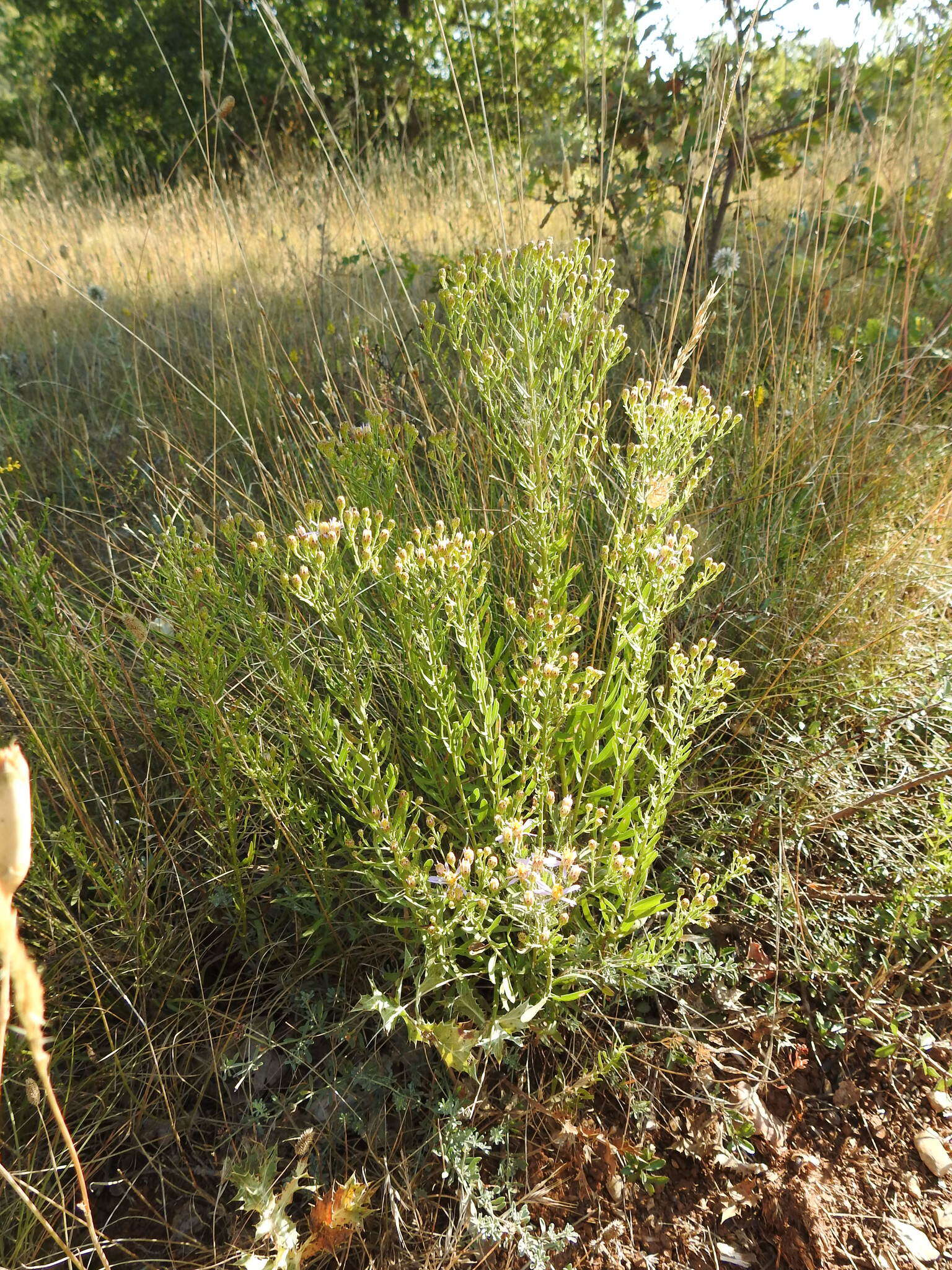 Image of Galatella sedifolia subsp. rigida (Cass.) Greuter