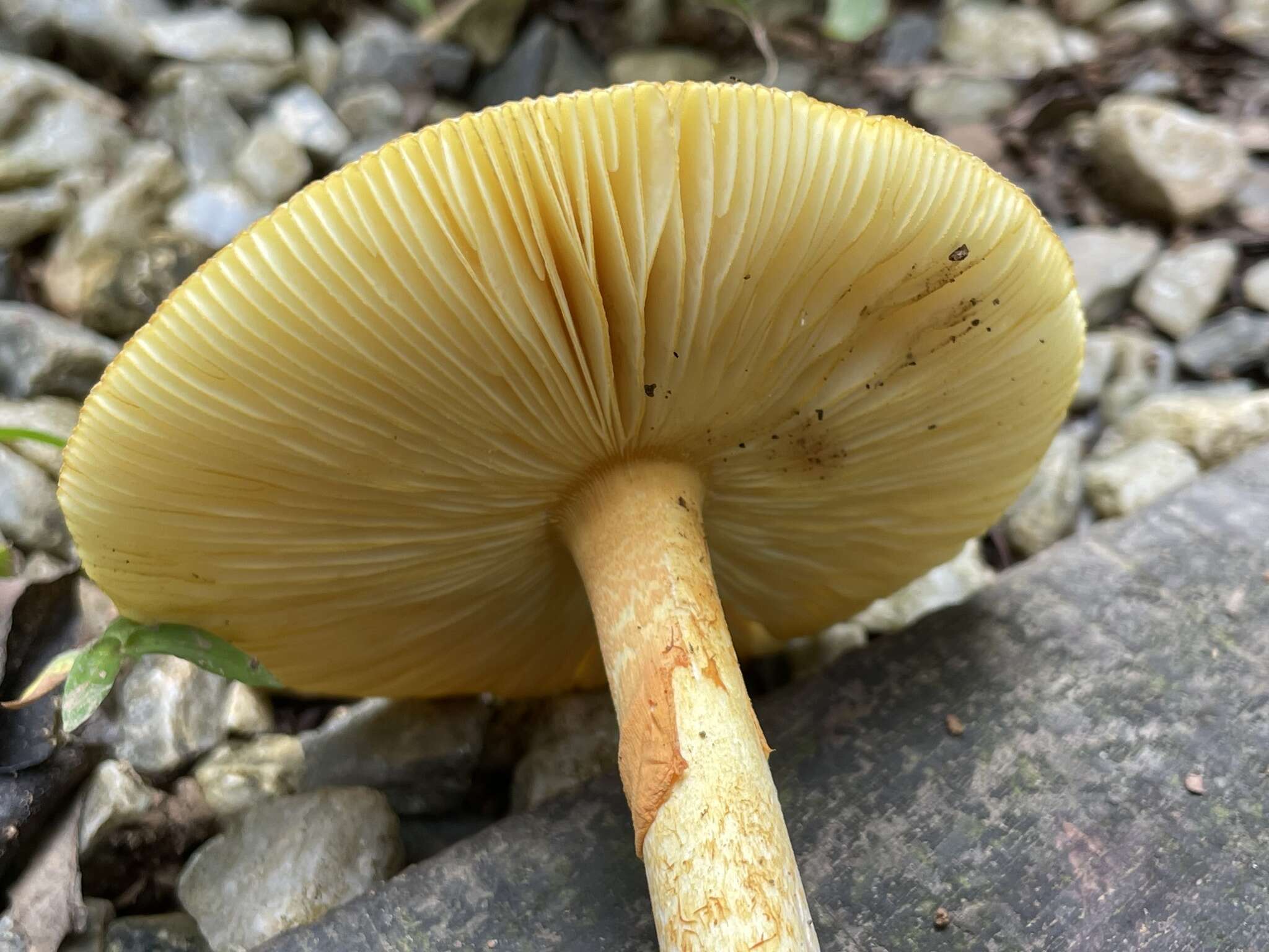 Image of Amanita similis Boedijn 1951