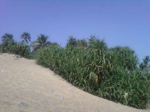 Image de Pandanus odorifer (Forssk.) Kuntze