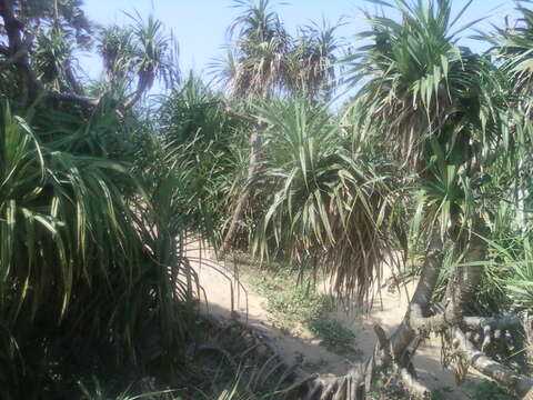 Image of Pandanus odorifer (Forssk.) Kuntze