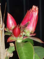 Image of Pereskia stenantha F. Ritter