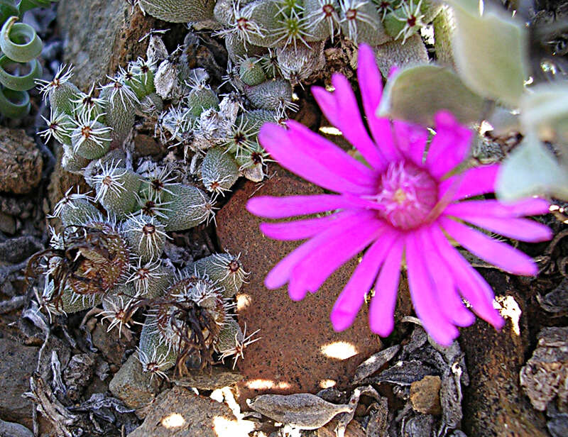 Imagem de Trichodiadema marlothii L. Bol.