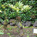 Image of Cycad