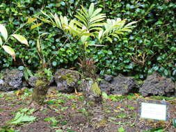 Image of Cycad