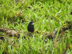 Image of Large-billed Seed Finch